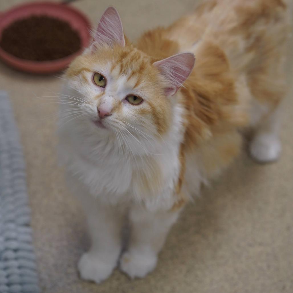 Ginger, a Adoptable Domestic Long Hair in Naperville, IL image 6/6