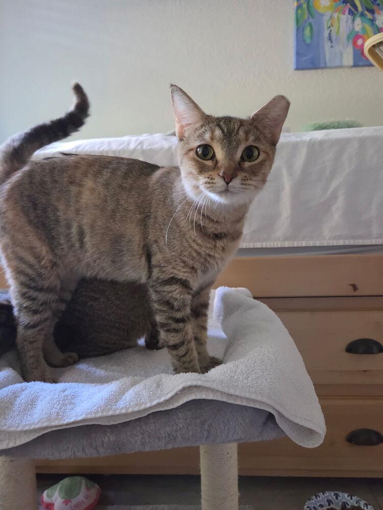 Enlarge Drisela, a Adoptable mixed breed in Tucson, AZ image 3/3