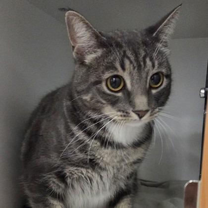 Aya, Adoptable, Adult Female Domestic Short Hair & Mixed Breed.