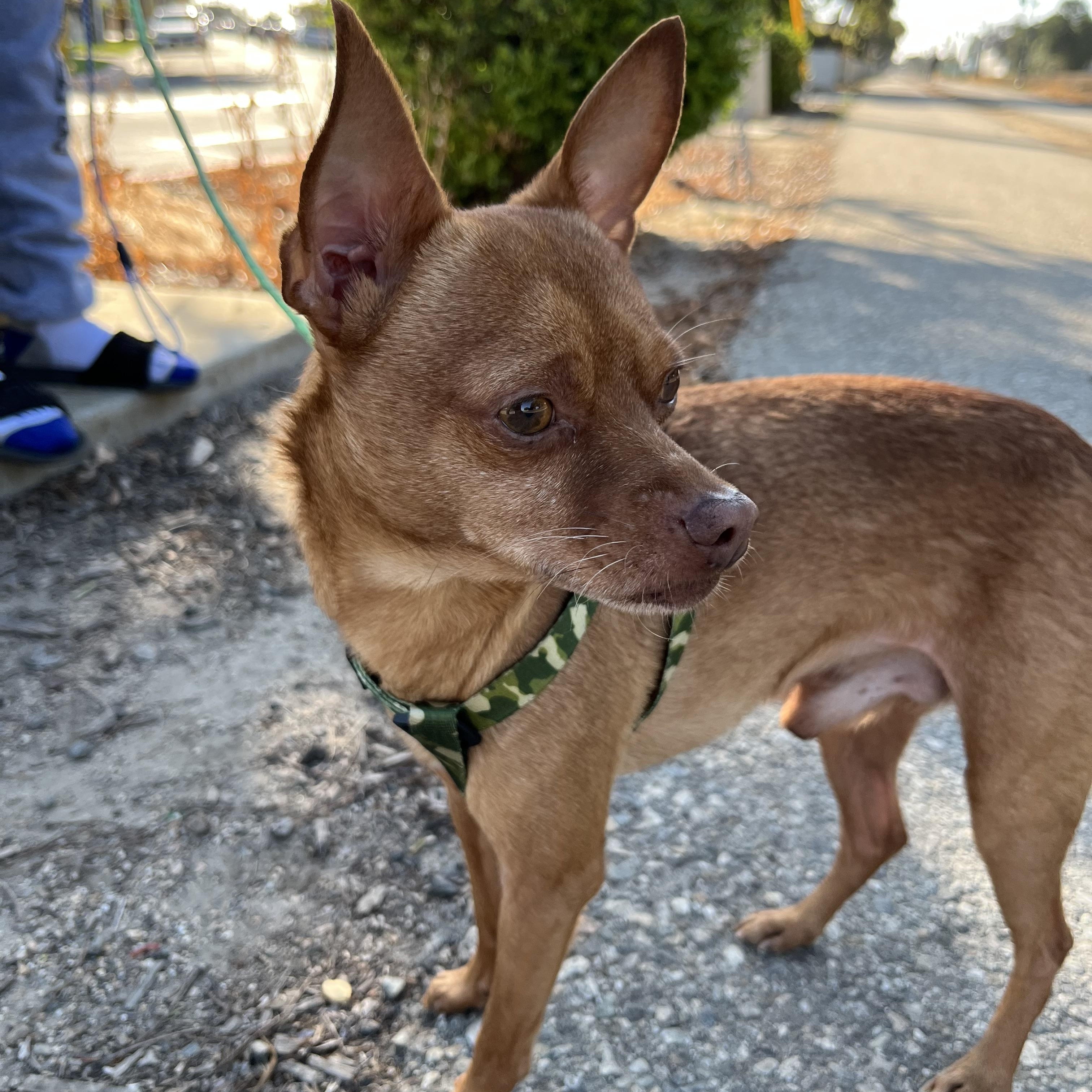 Enlarge Lobo, a Adoptable Chihuahua in Bellflower, CA image 1/3