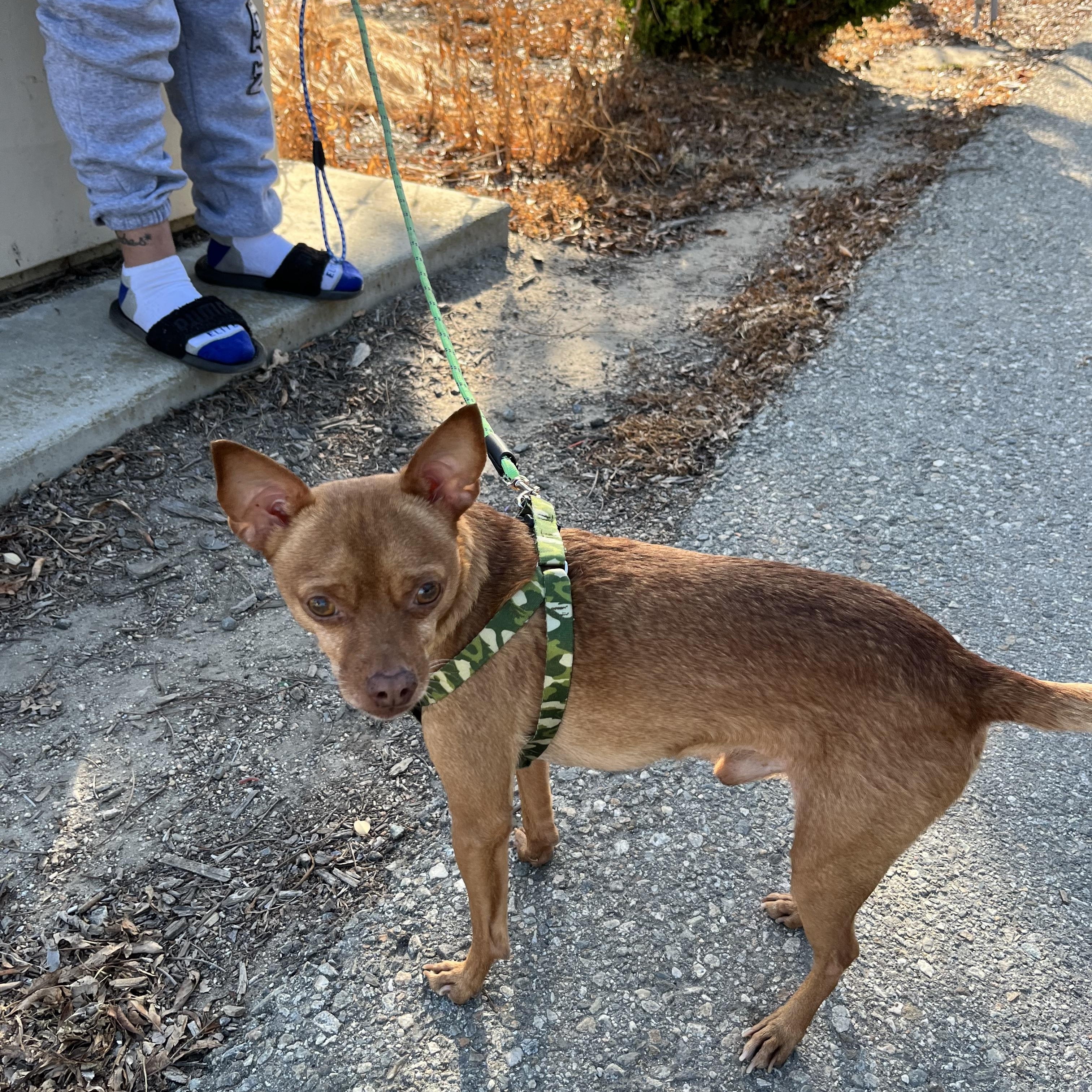 Enlarge Lobo, a Adoptable Chihuahua in Bellflower, CA image 2/3
