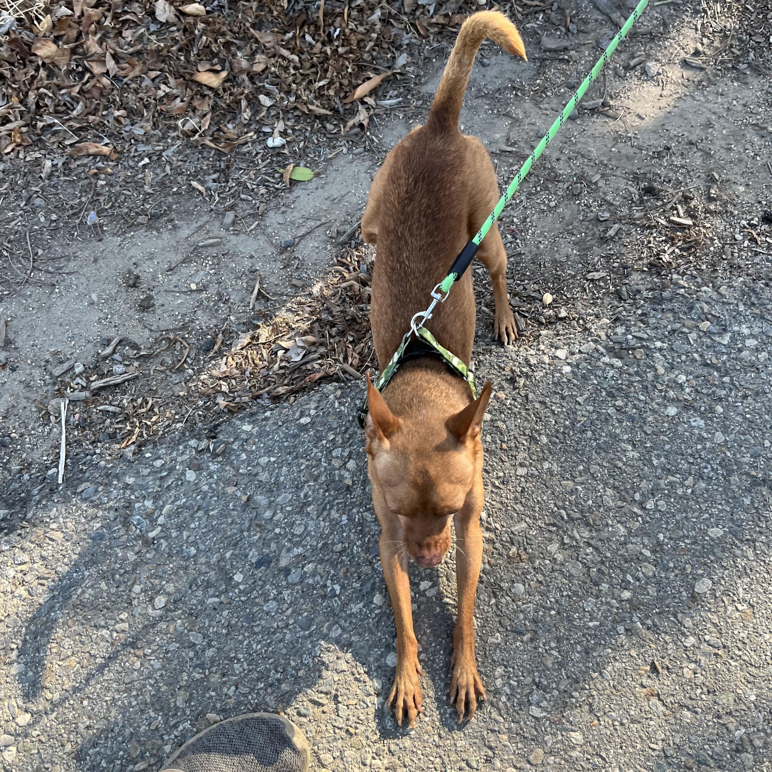 Enlarge Lobo, a Adoptable Chihuahua in Bellflower, CA image 3/3