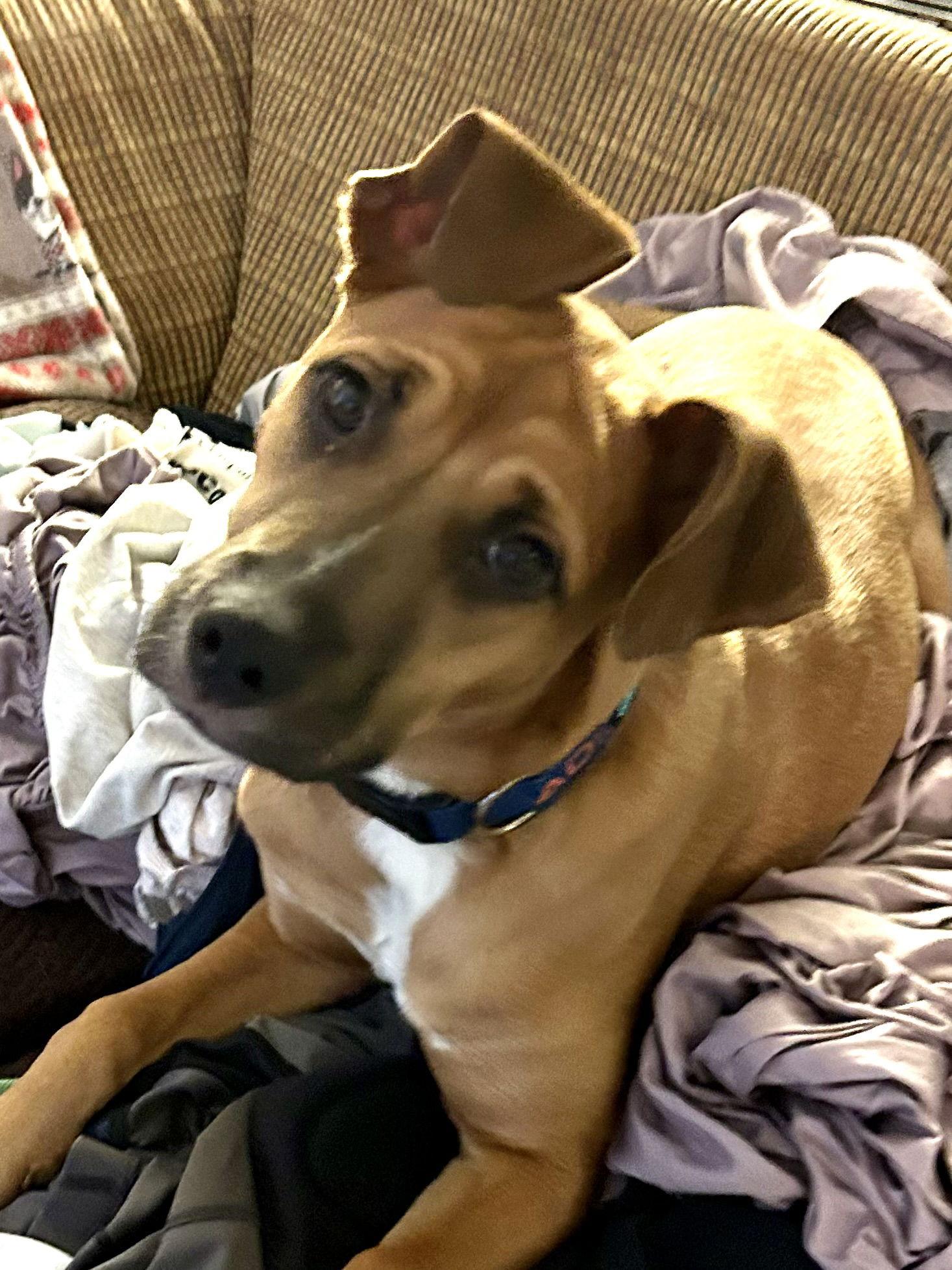 Enlarge Mona, a Adopted Boxer in Tarrytown, GA image 1/3