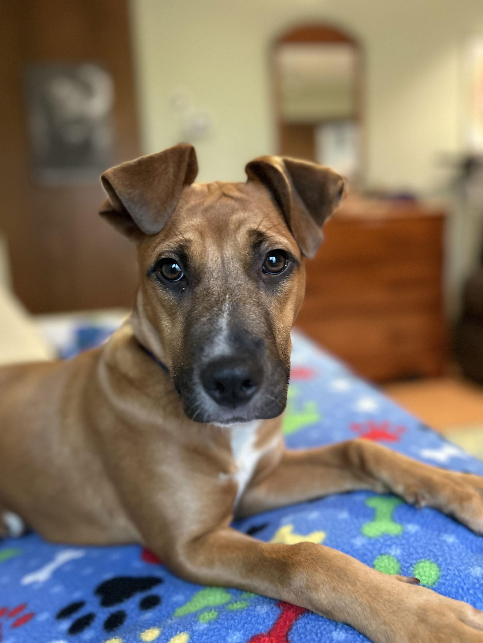 Enlarge Mona, a Adopted Boxer in Tarrytown, GA image 2/3