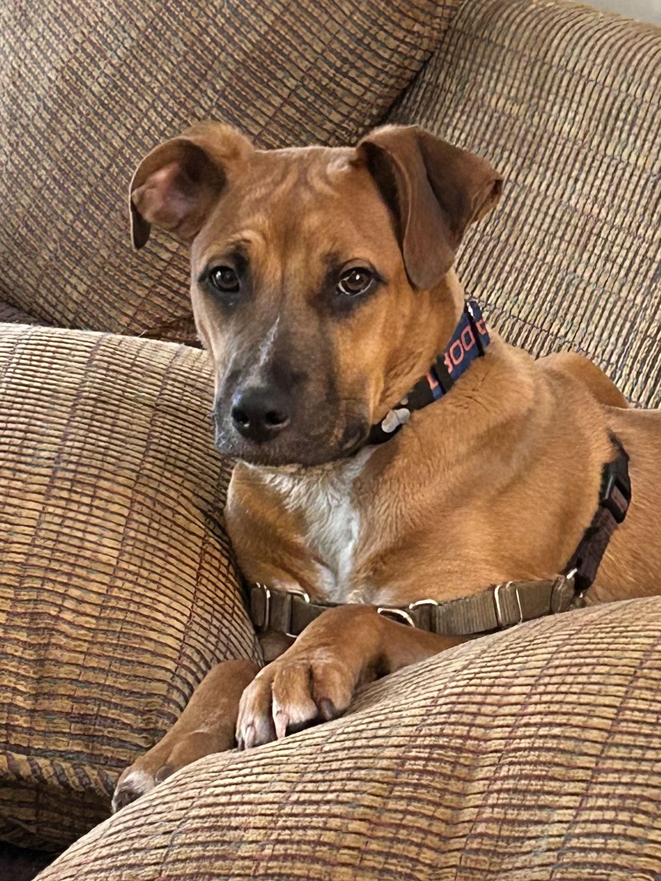 Enlarge Mona, a Adopted Boxer in Tarrytown, GA image 3/3