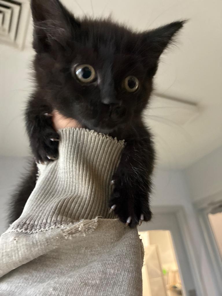 Enlarge Caelum, a Adoptable mixed breed in Angola, IN image 1/1