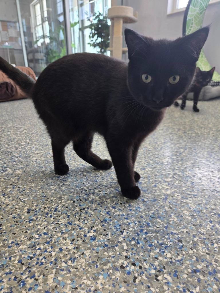 Enlarge Caelum, a Adoptable mixed breed in Angola, IN image 2/2