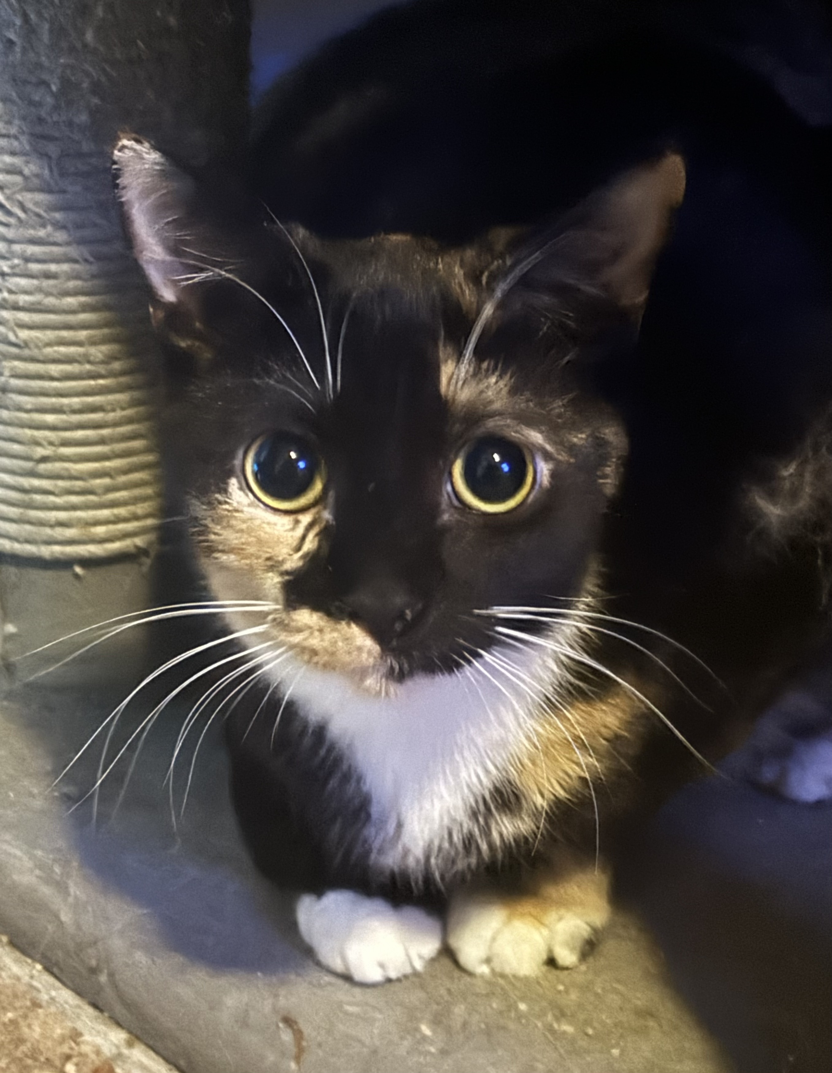 Spice, a Adoptable Tortoiseshell in Lauderhill, FL image 1/4