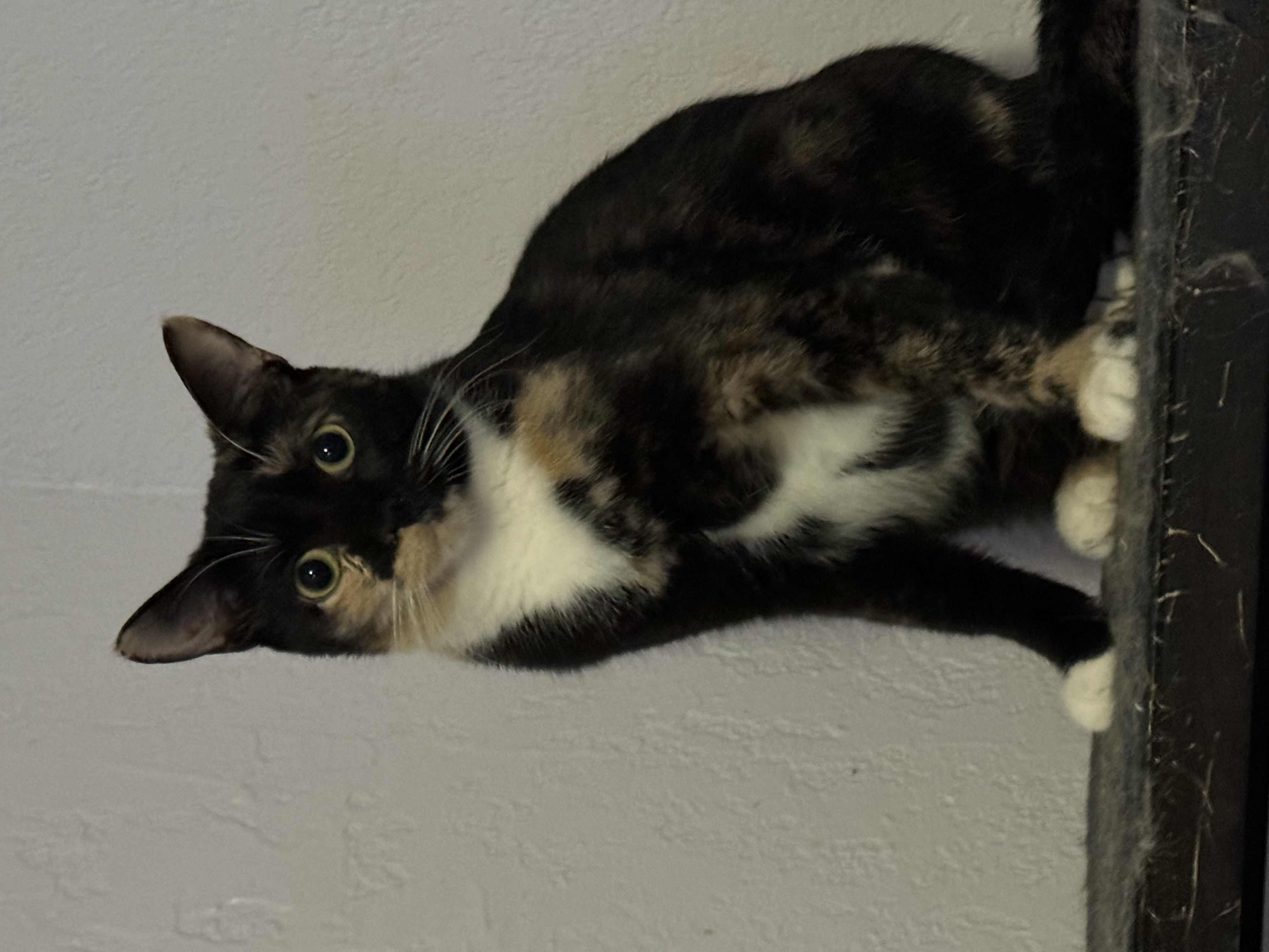 Spice, a Adoptable Tortoiseshell in Lauderhill, FL image 2/4