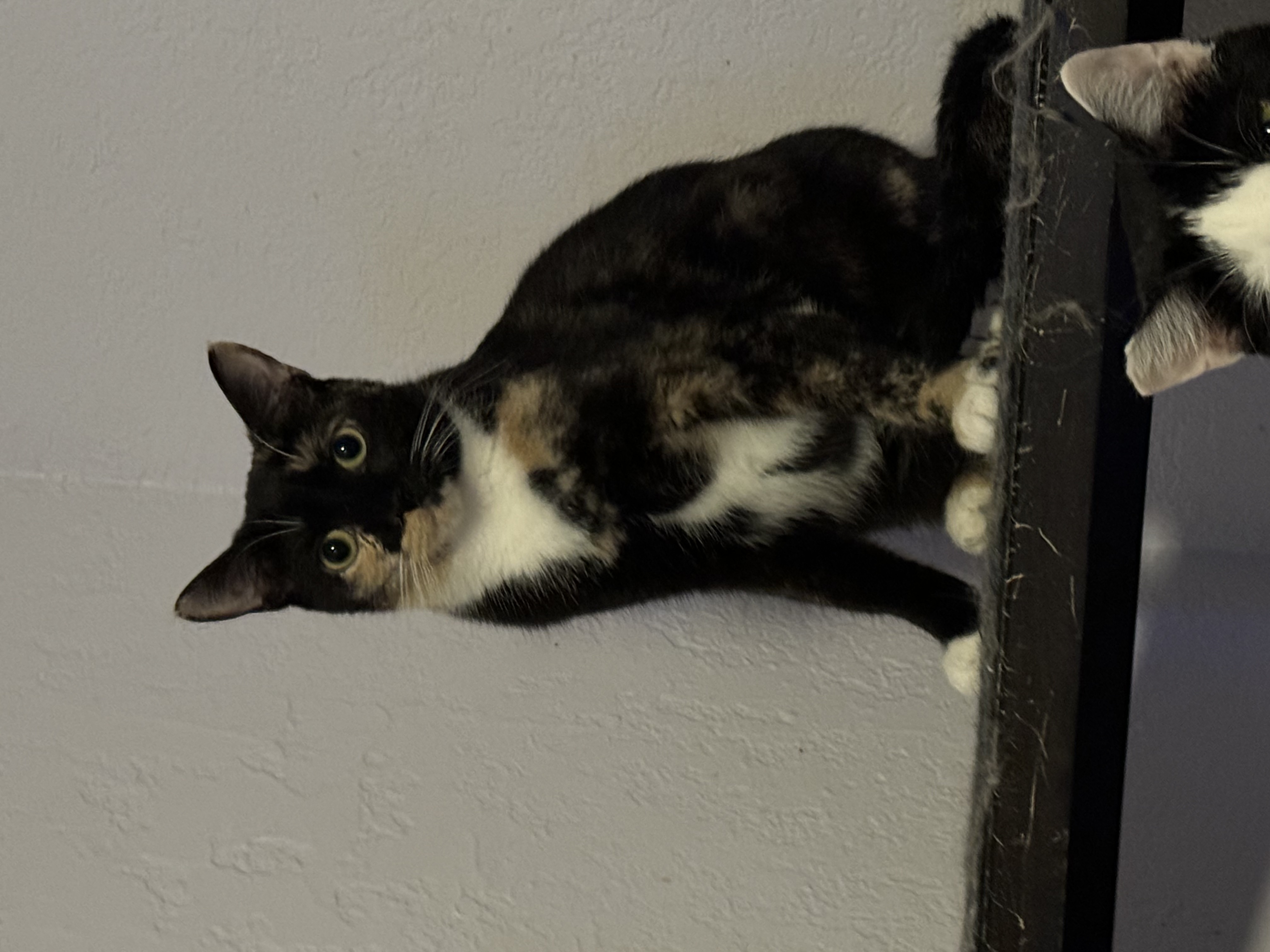 Spice, a Adoptable Tortoiseshell in Lauderhill, FL image 3/4