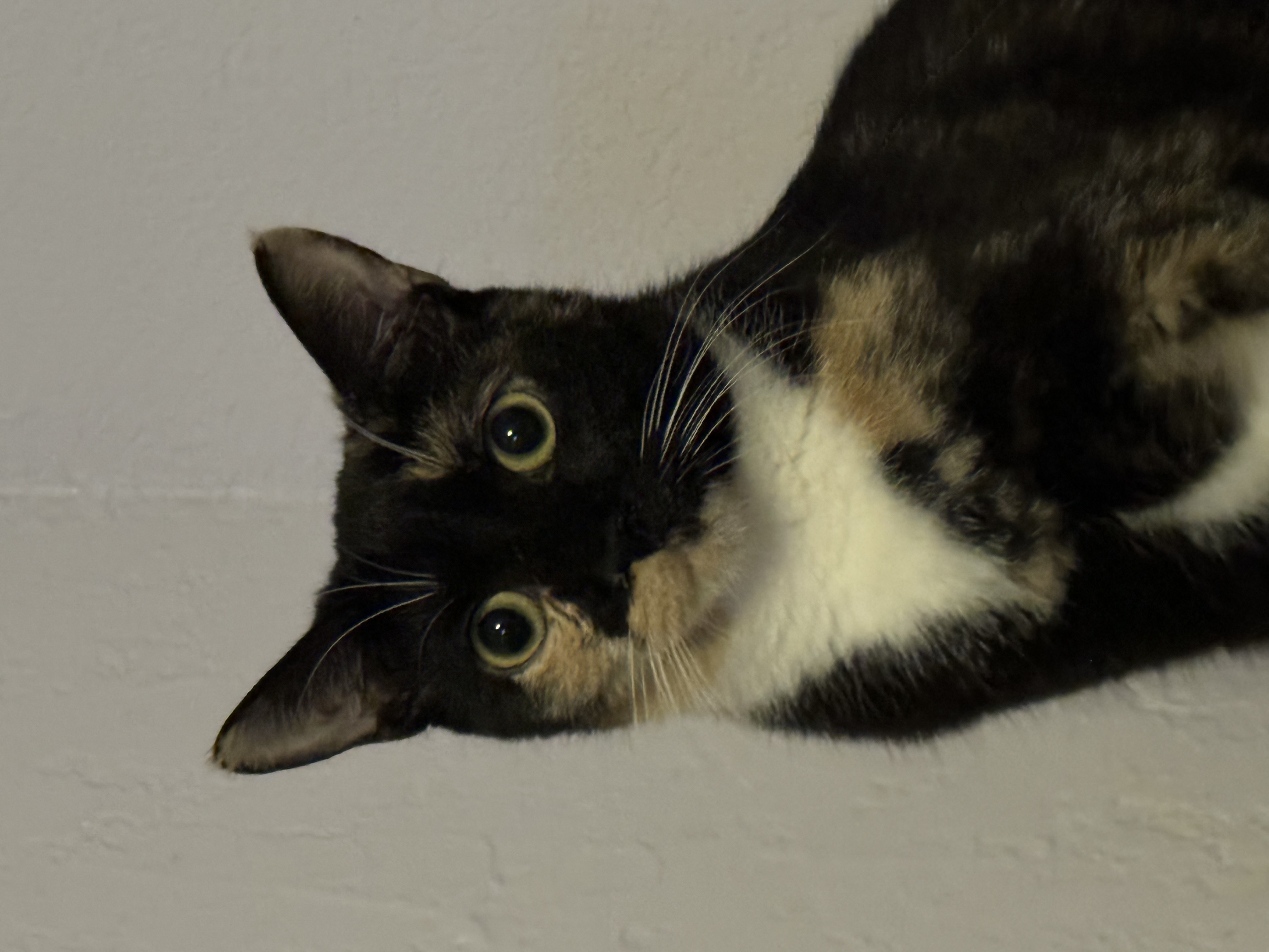 Spice, a Adoptable Tortoiseshell in Lauderhill, FL image 4/4