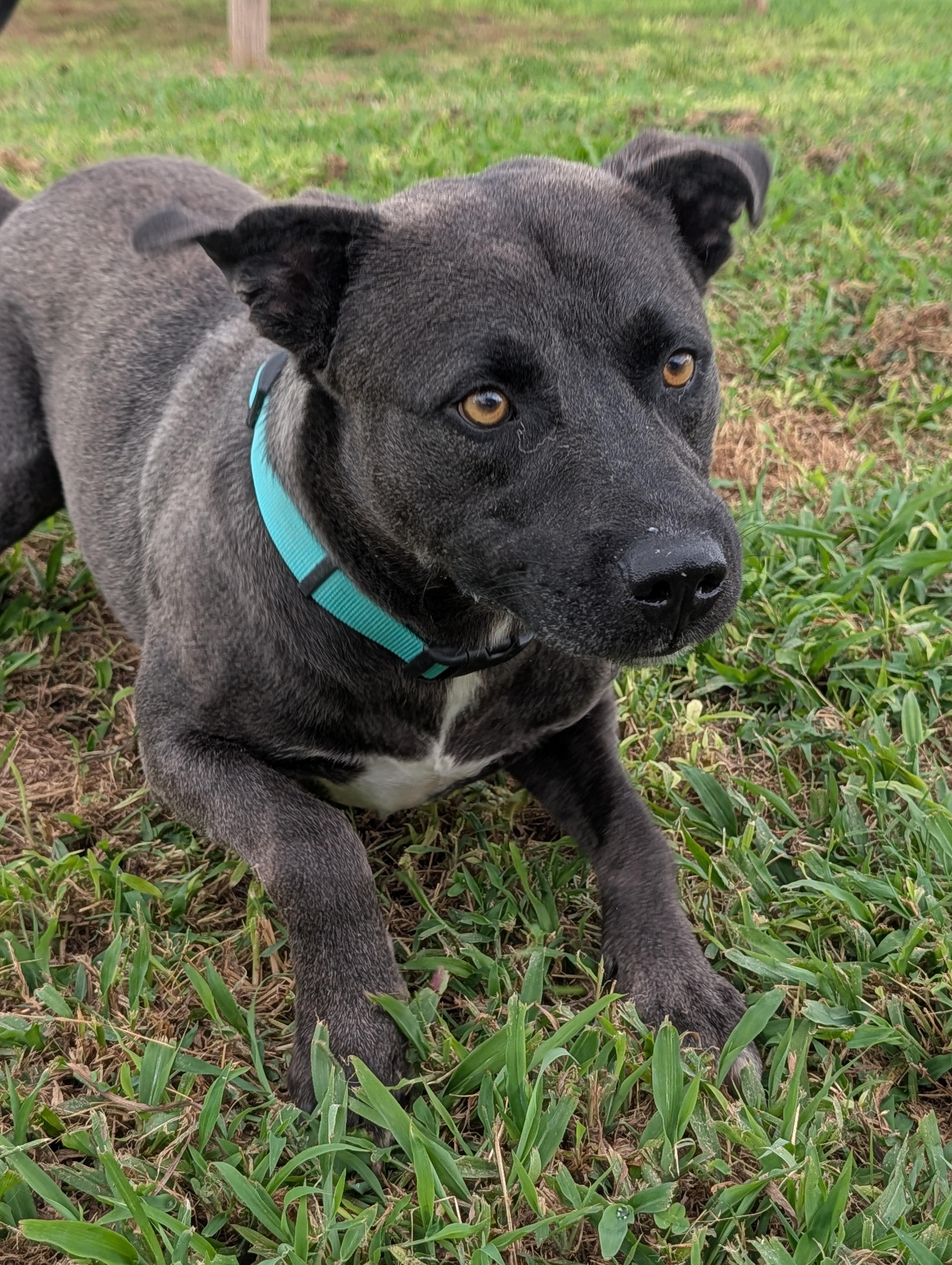 Bruno, an adopted mixed breed in Lewisburg, TN image 3/3