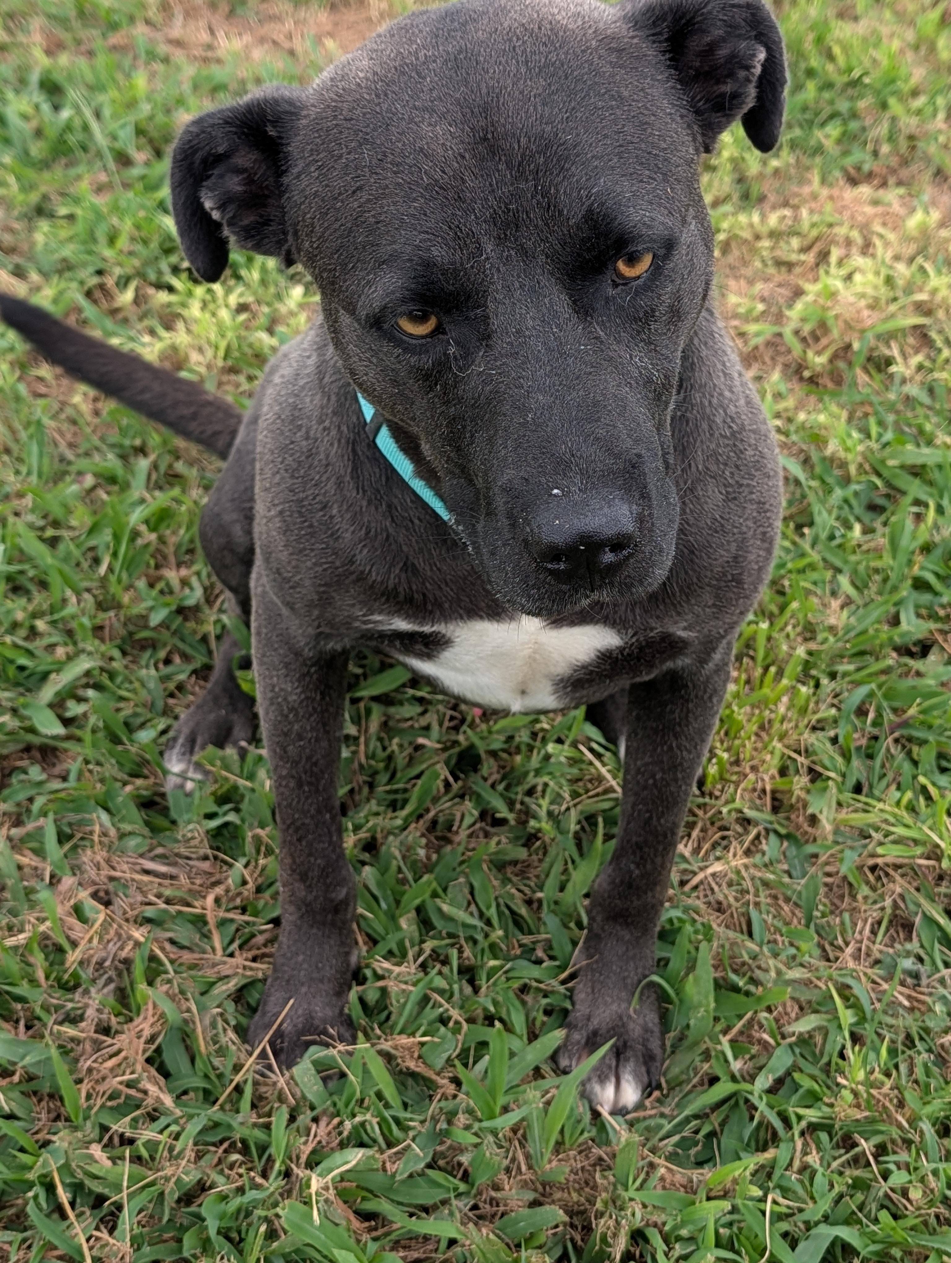 Bruno, an adopted mixed breed in Lewisburg, TN image 2/3