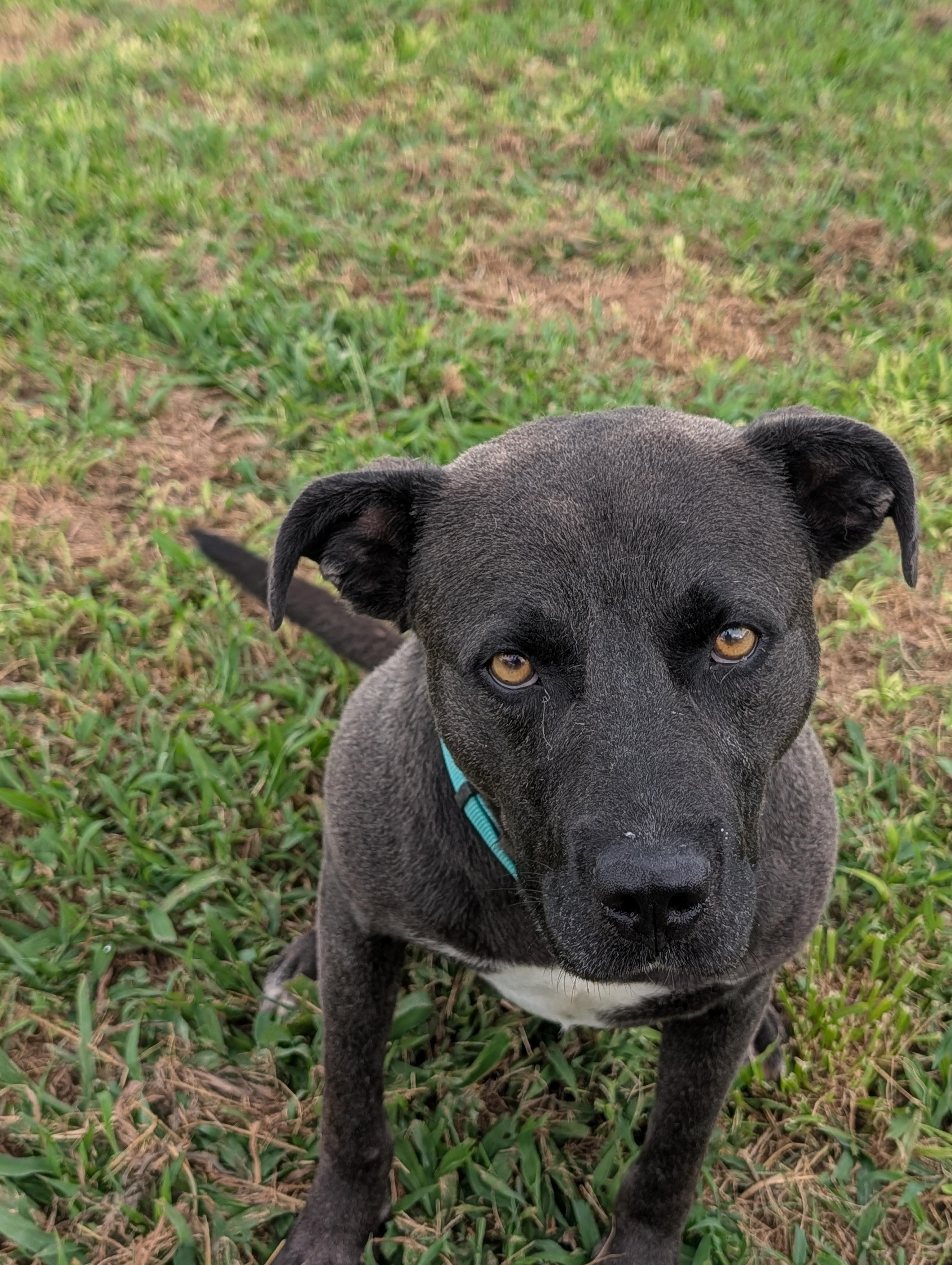 Bruno, adopted, Young Male American Staffordshire Terrier.