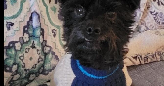 Little Buddy, a Adoptable mixed breed in Plumerville, AR image 1/6