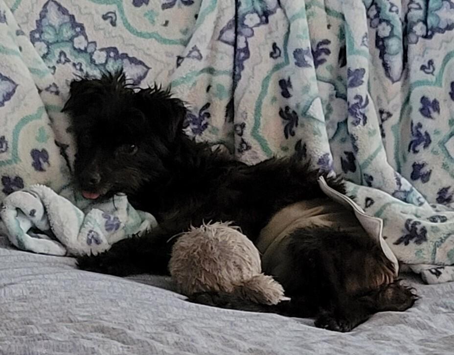 Little Buddy, a Adoptable mixed breed in Plumerville, AR image 2/6