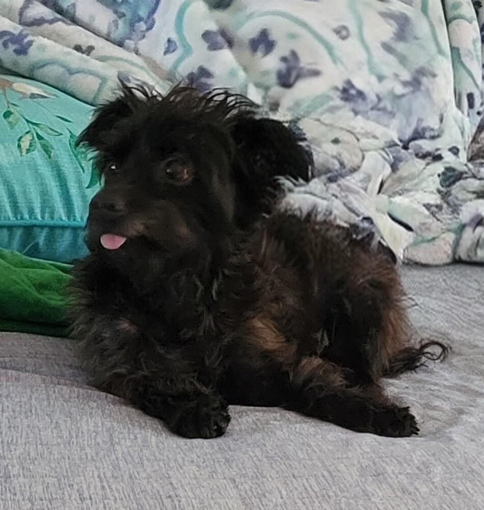 Little Buddy, a Adoptable mixed breed in Plumerville, AR image 3/6