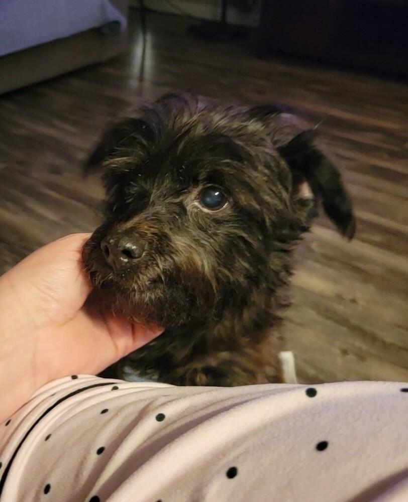 Little Buddy, a Adoptable mixed breed in Plumerville, AR image 4/6