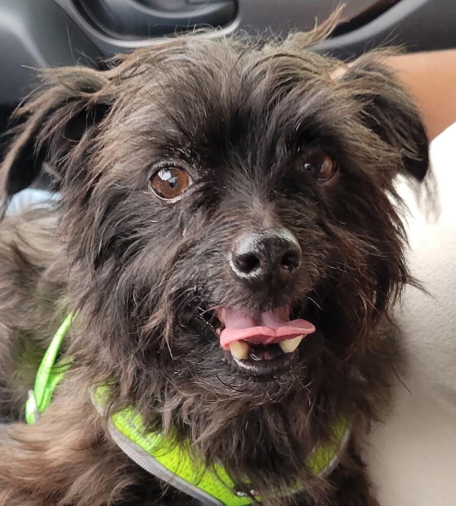Little Buddy, a Adoptable mixed breed in Plumerville, AR image 6/6