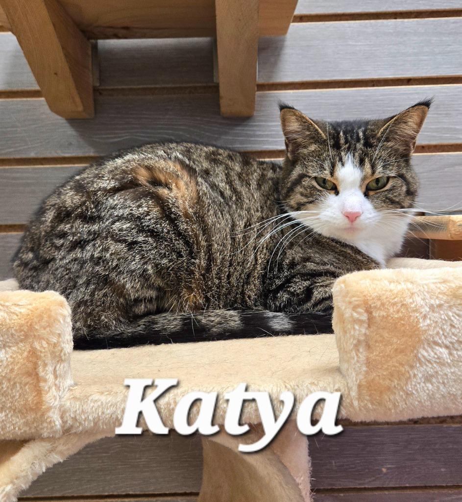 Katya, Adoptable, Young Female Domestic Short Hair.