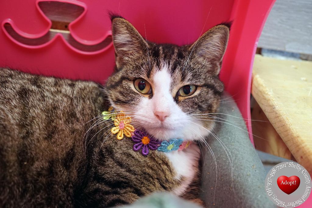 Katya, a Adoptable mixed breed in Sidney, OH image 2/5