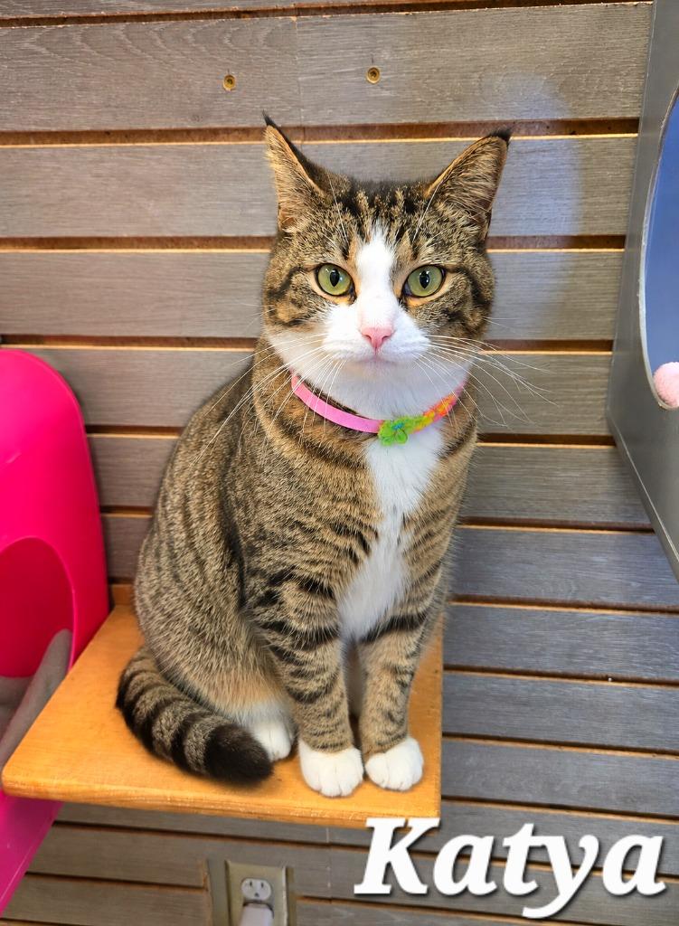 Katya, a Adoptable mixed breed in Sidney, OH image 3/5