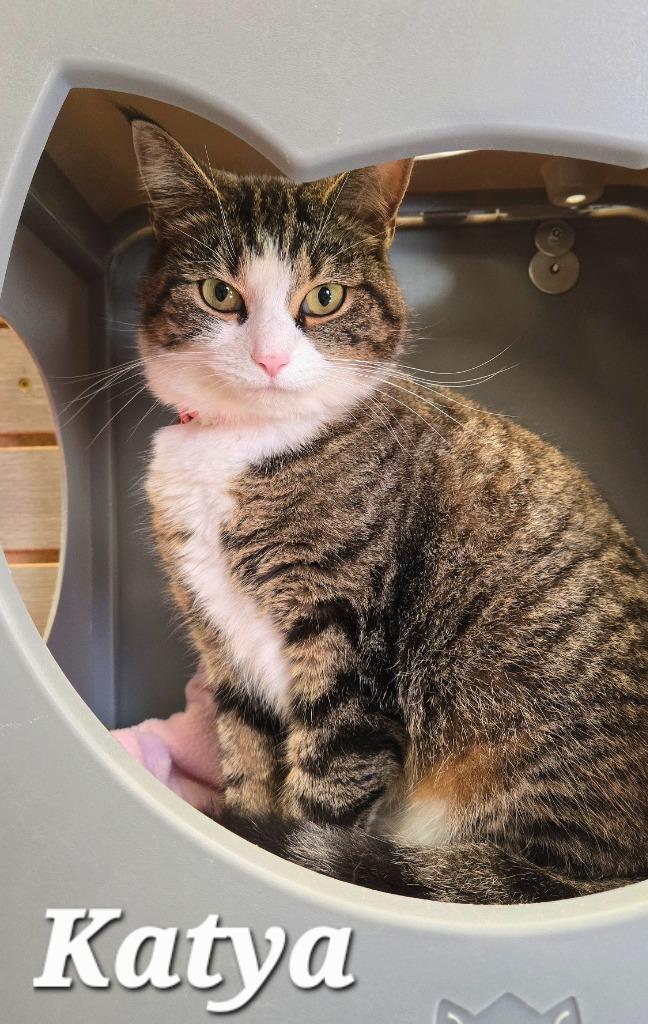 Katya, a Adoptable mixed breed in Sidney, OH image 4/5