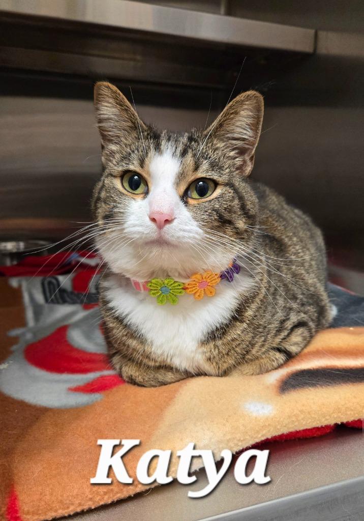 Katya, a Adoptable mixed breed in Sidney, OH image 5/5