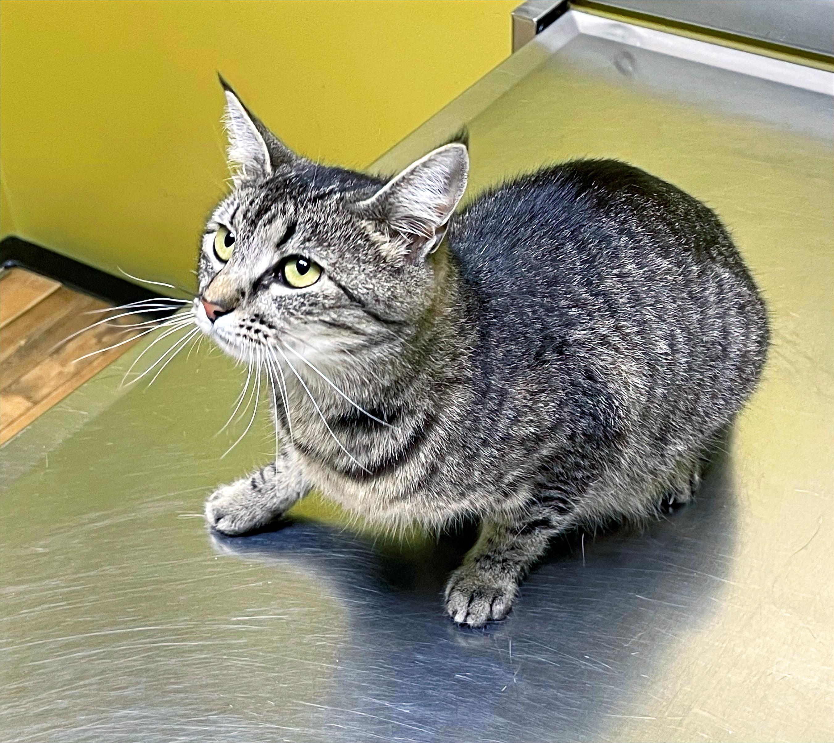 Sasha, a Adoptable Domestic Short Hair in Columbia, KY image 2/3