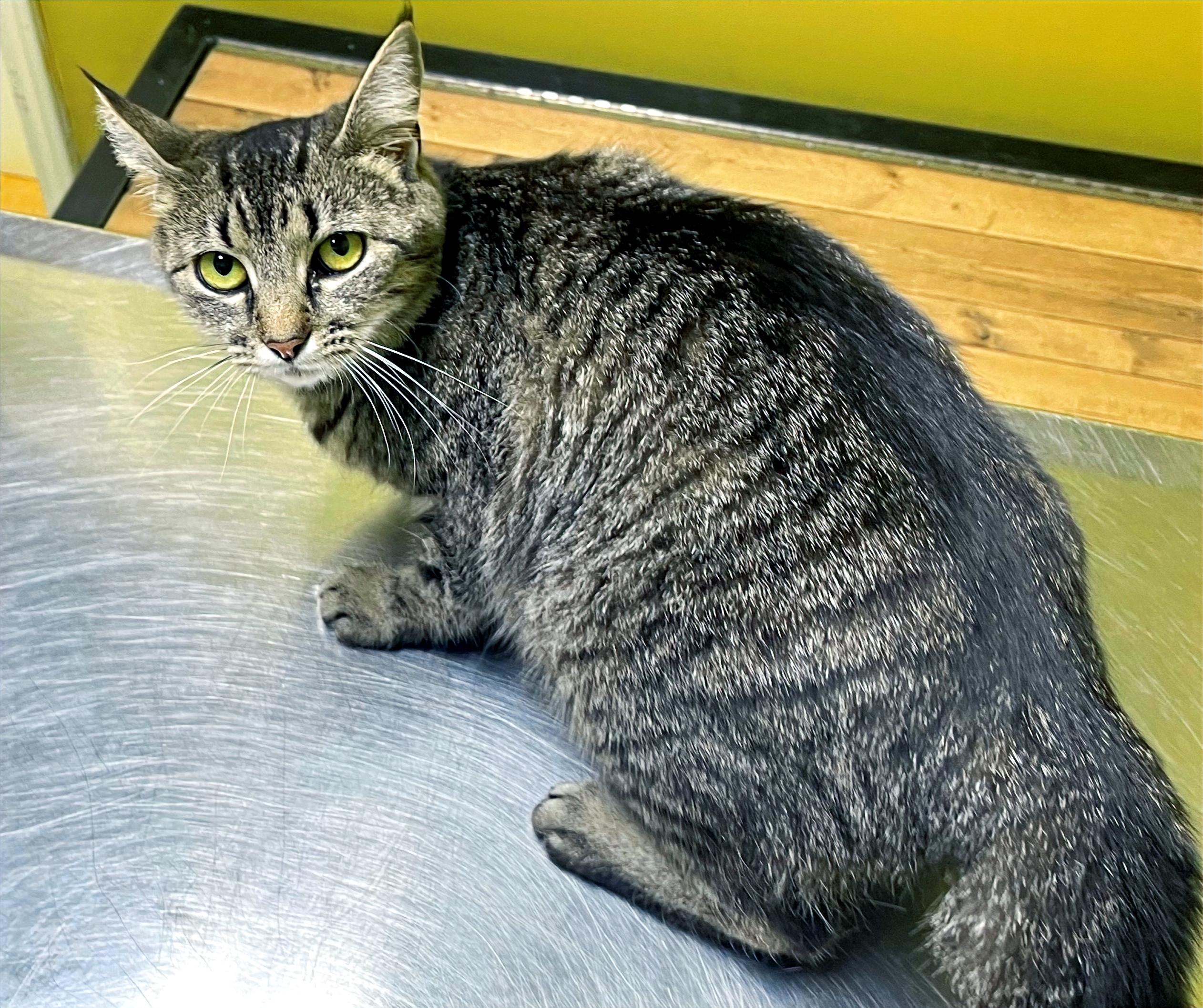 Sasha, a Adoptable Domestic Short Hair in Columbia, KY image 3/3