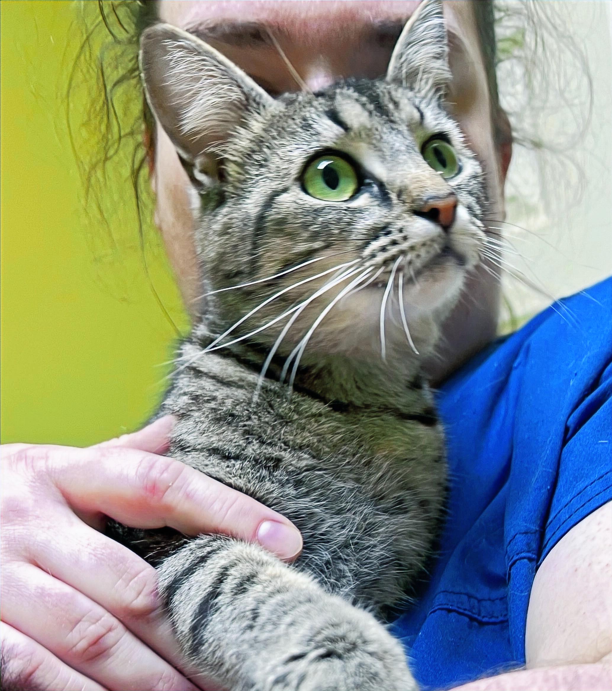 Sasha, a Adoptable Domestic Short Hair in Columbia, KY image 1/3