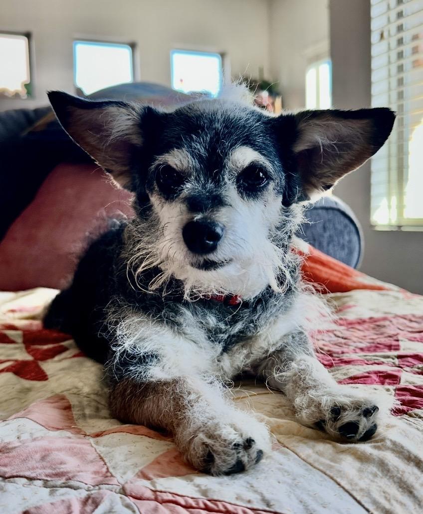 Enlarge Missy, a ADOPTABLE mixed breed in Omaha, NE image 4/4