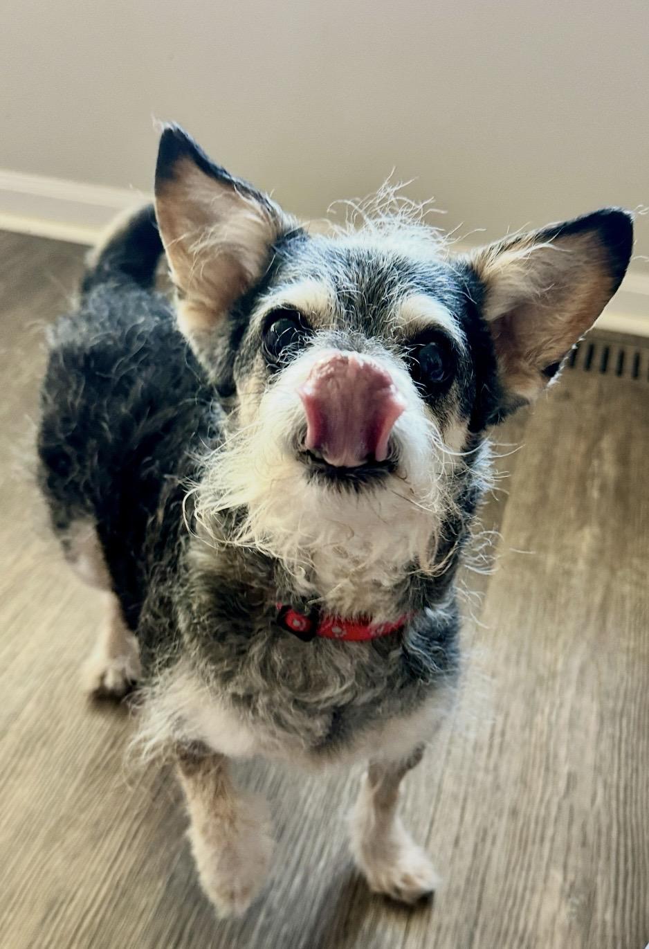 Enlarge Missy, a ADOPTABLE mixed breed in Omaha, NE image 2/4