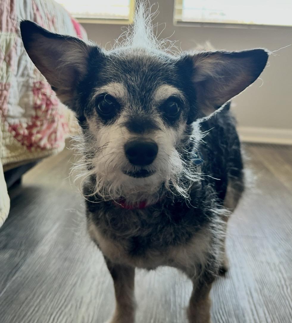 Enlarge Missy, a ADOPTABLE mixed breed in Omaha, NE image 3/4