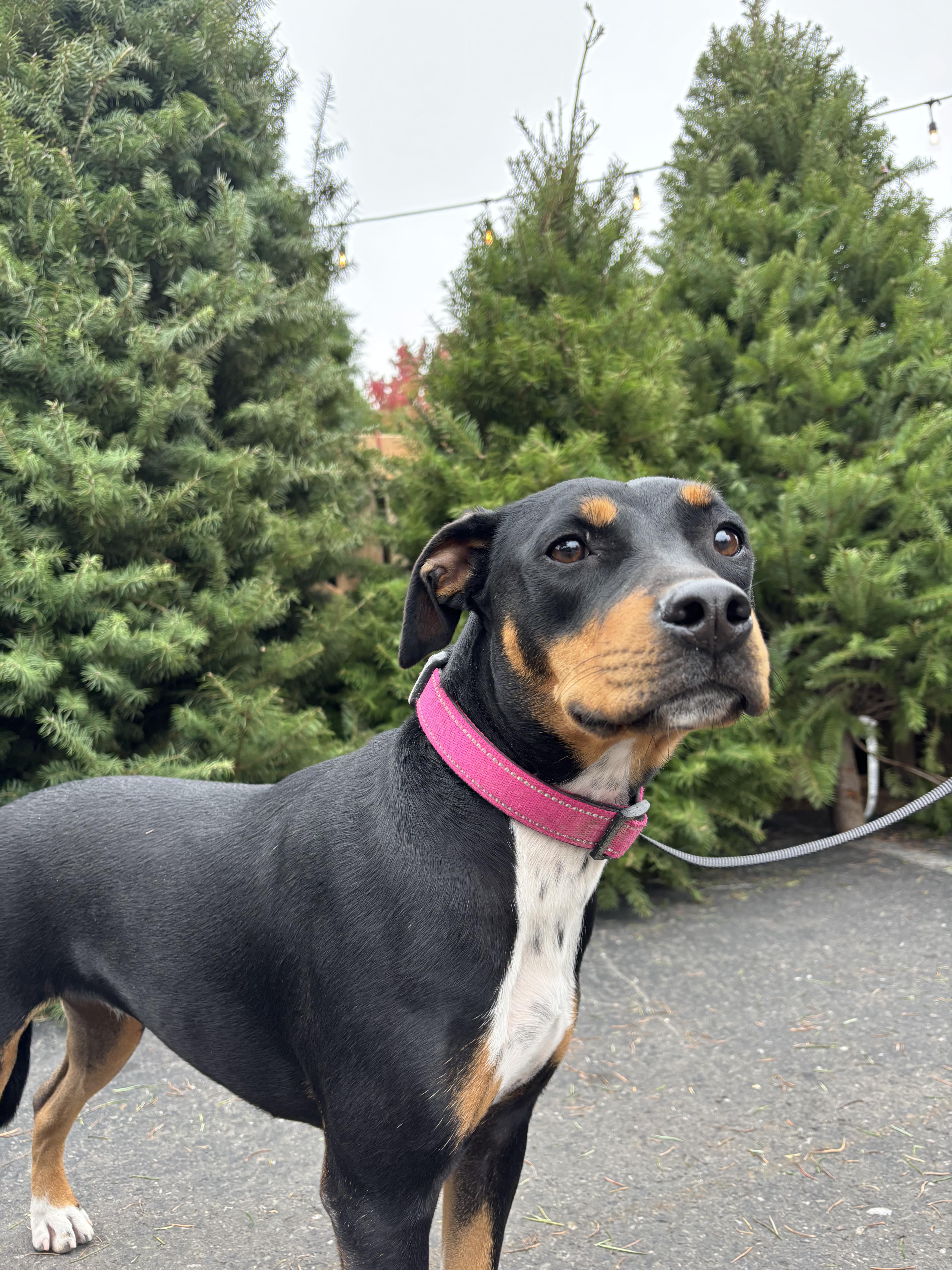 Daisy, Adoptable, Young Female Terrier.