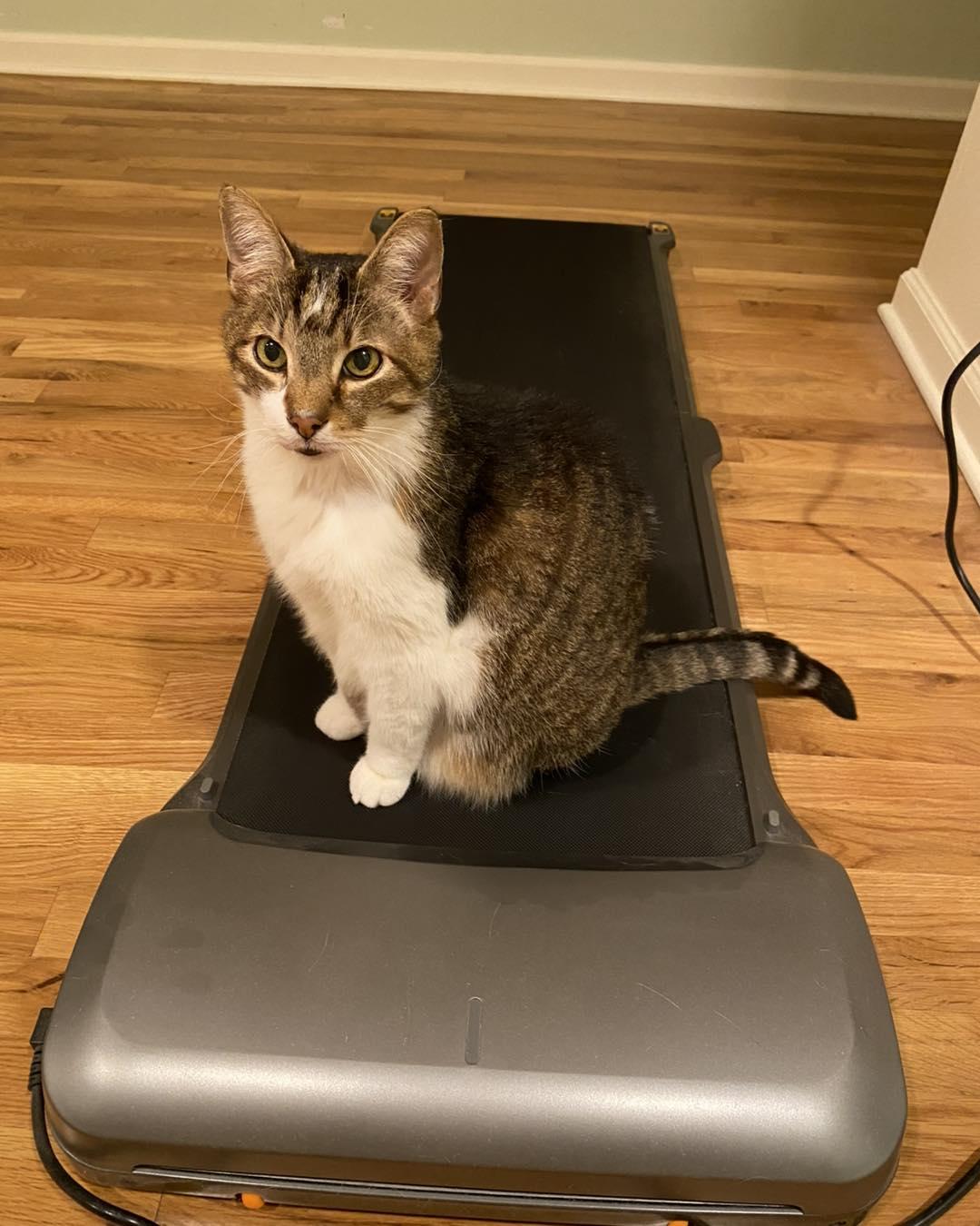 Enlarge Wilson, a Adoptable Domestic Short Hair in Cleveland, OH image 6/6