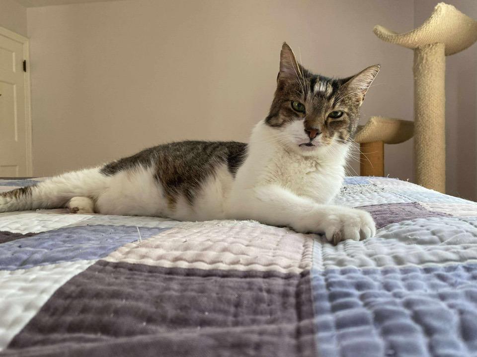 Enlarge Wilson, a Adoptable Domestic Short Hair in Cleveland, OH image 3/6