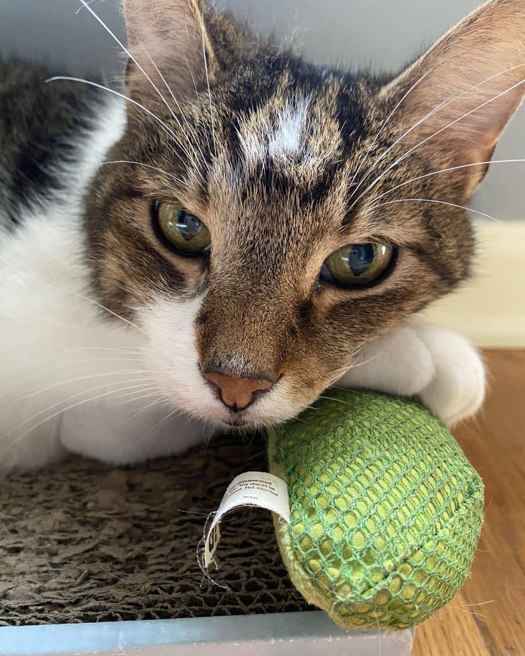 Enlarge Wilson, a Adoptable Domestic Short Hair in Cleveland, OH image 1/6