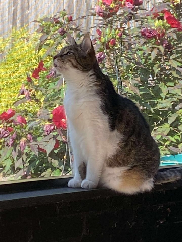 Enlarge Wilson, a Adoptable Domestic Short Hair in Cleveland, OH image 4/6