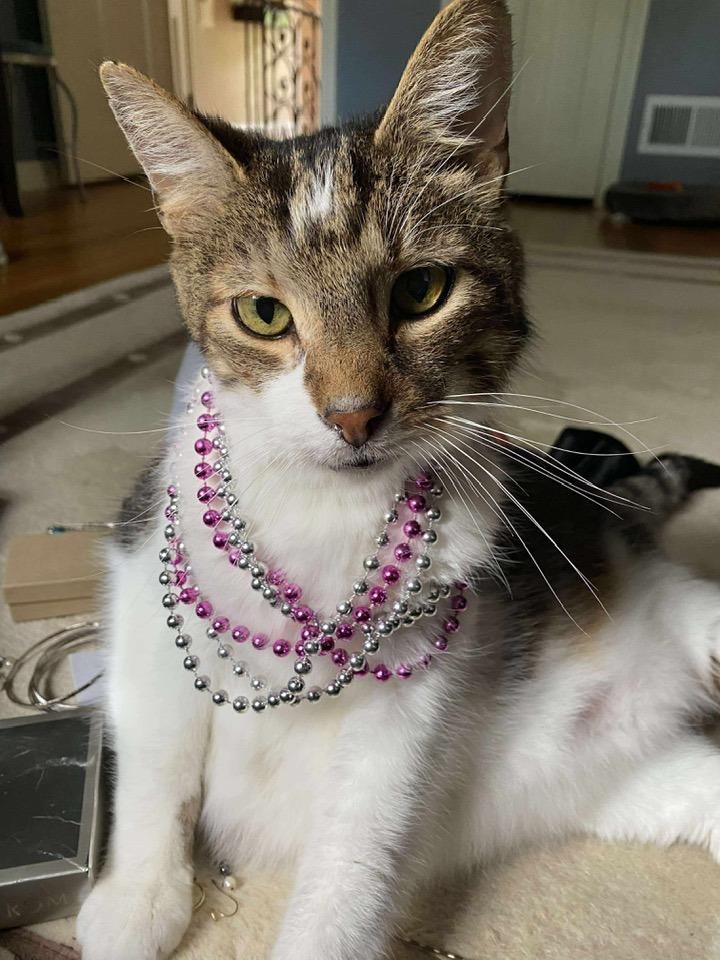 Enlarge Wilson, a Adoptable Domestic Short Hair in Cleveland, OH image 5/6