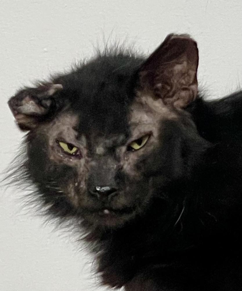 Henry — thumbnail 2