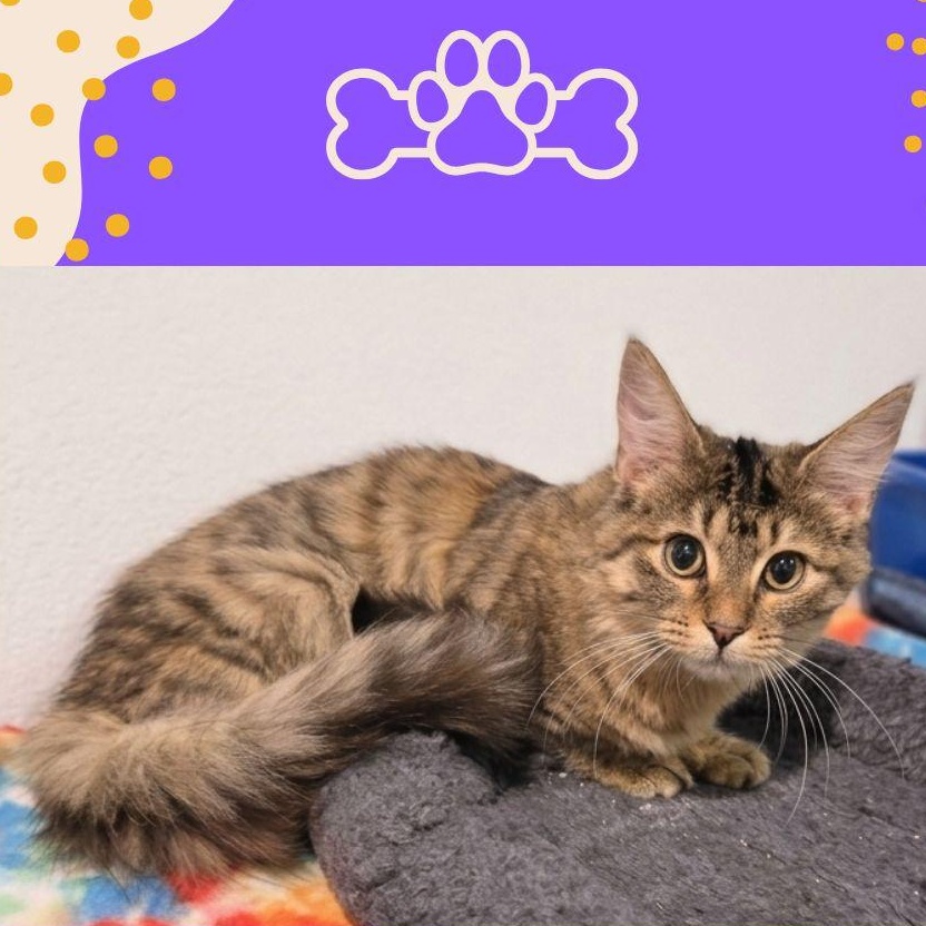 Enlarge Toffee 8375, a Adopted Domestic Medium Hair in Boca Raton, FL image 1/1