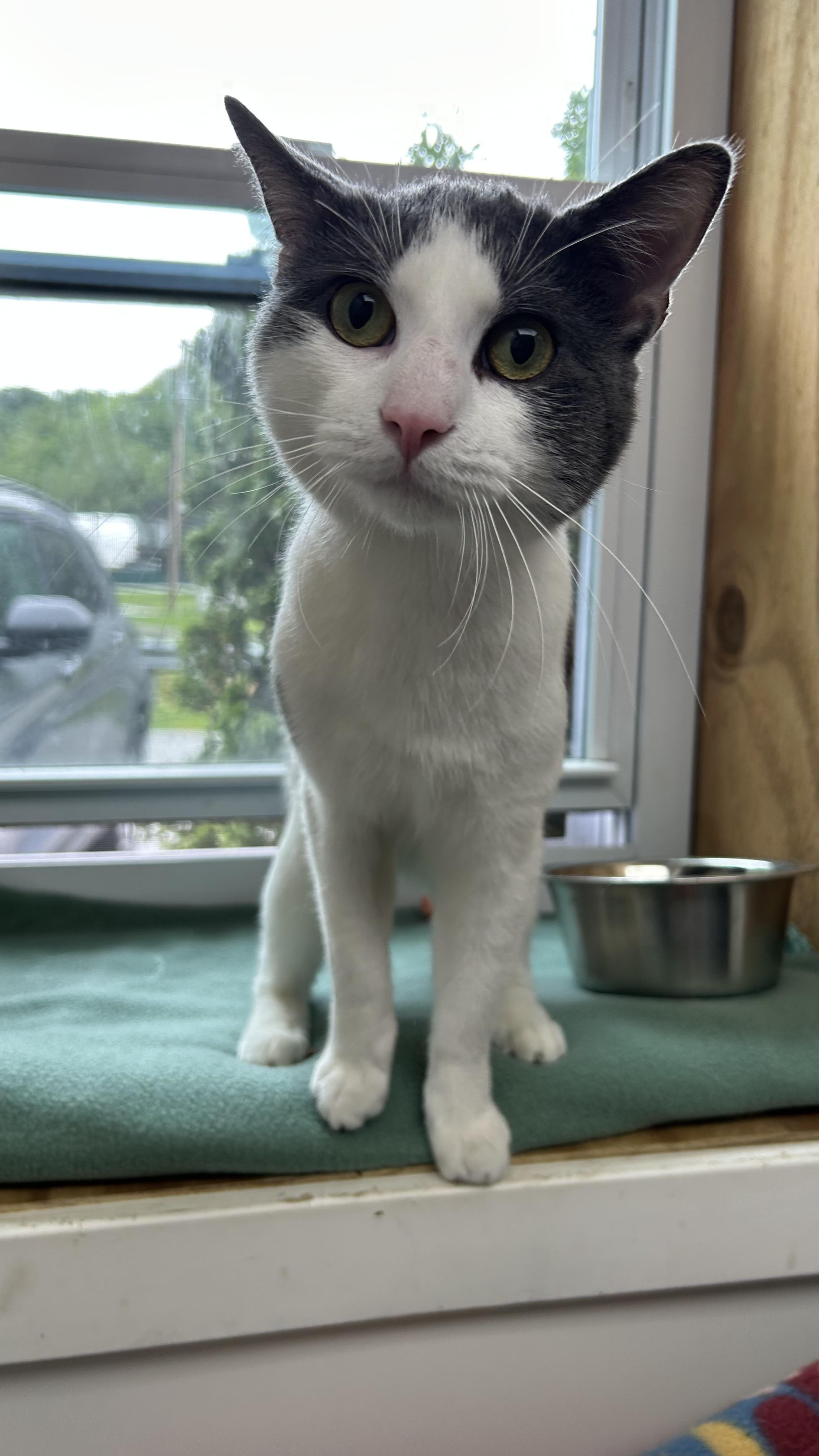 Enlarge Tom Foolery, a ADOPTABLE Domestic Short Hair in White Oak, PA image 2/2