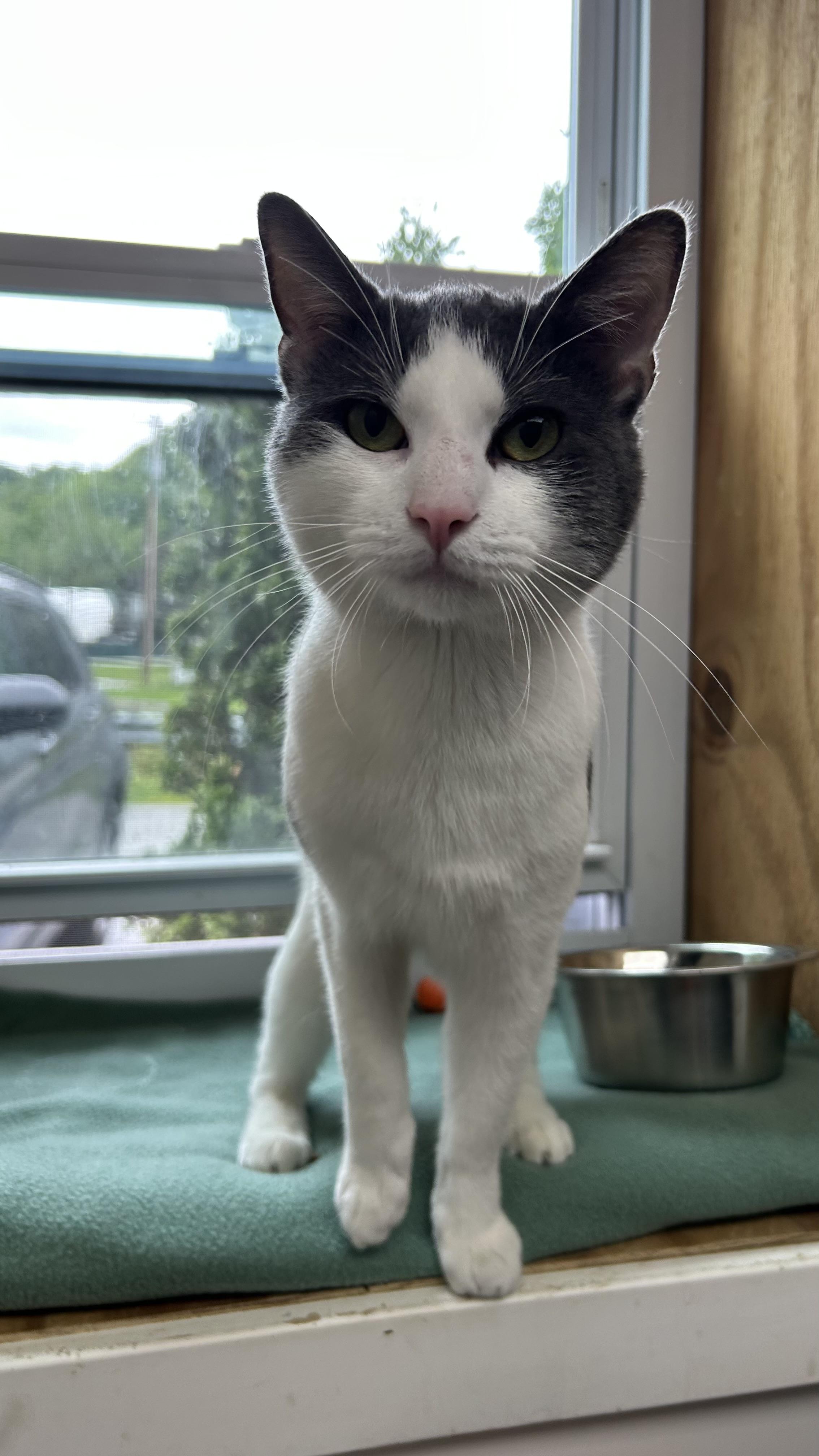 Enlarge Tom Foolery, a ADOPTABLE Domestic Short Hair in White Oak, PA image 1/2