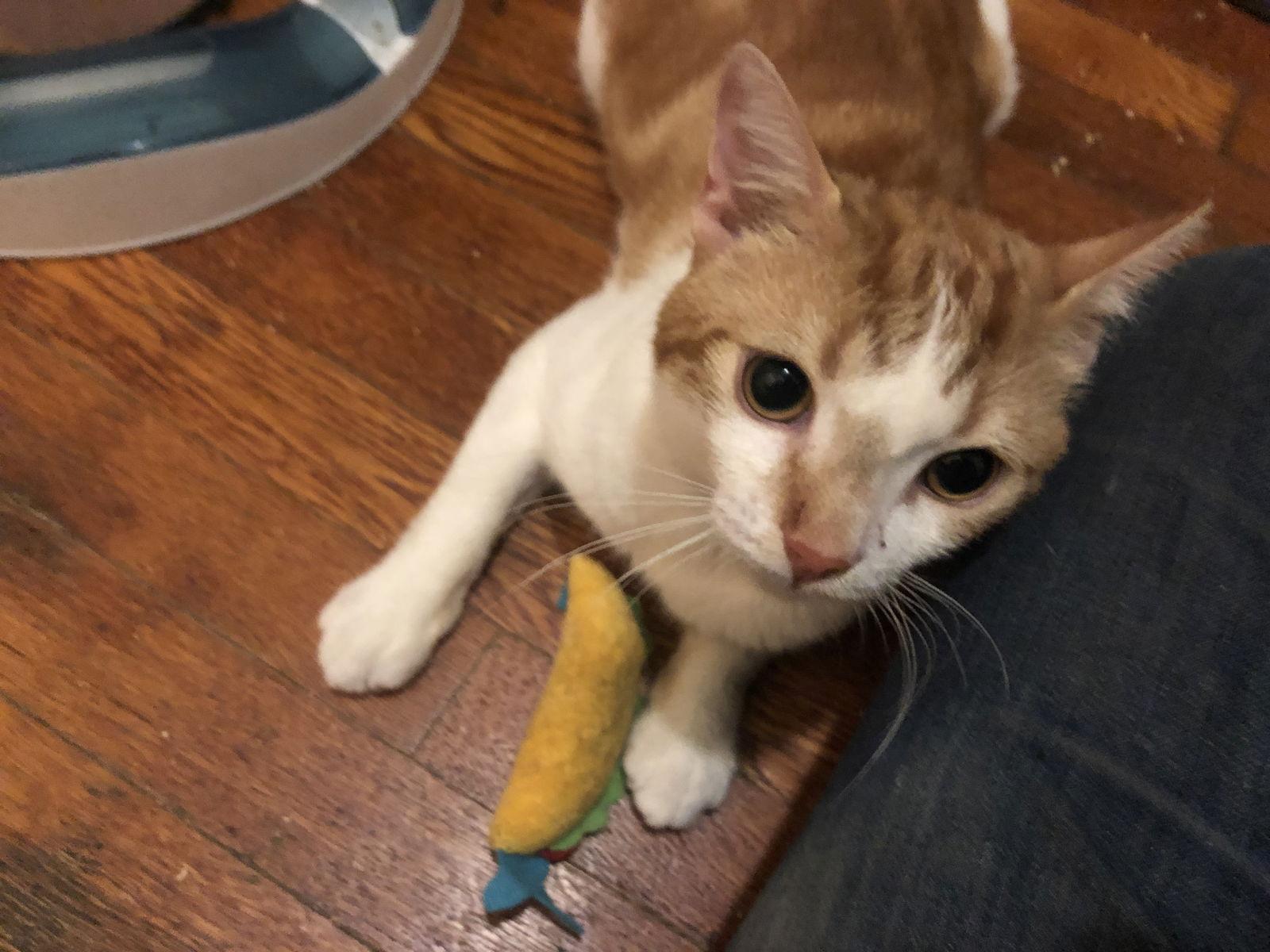 Enlarge Sunny Side Up, a Adoptable Domestic Short Hair in Brooklyn, NY image 1/3