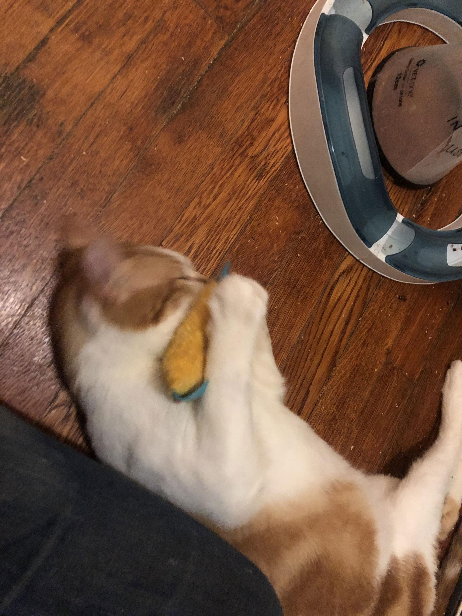 Enlarge Sunny Side Up, a Adoptable Domestic Short Hair in Brooklyn, NY image 2/3