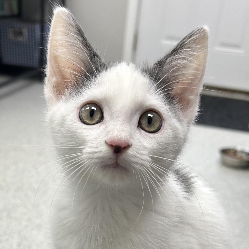Enlarge Marble, a Adoptable Domestic Medium Hair in Hannibal, MO image 1/2