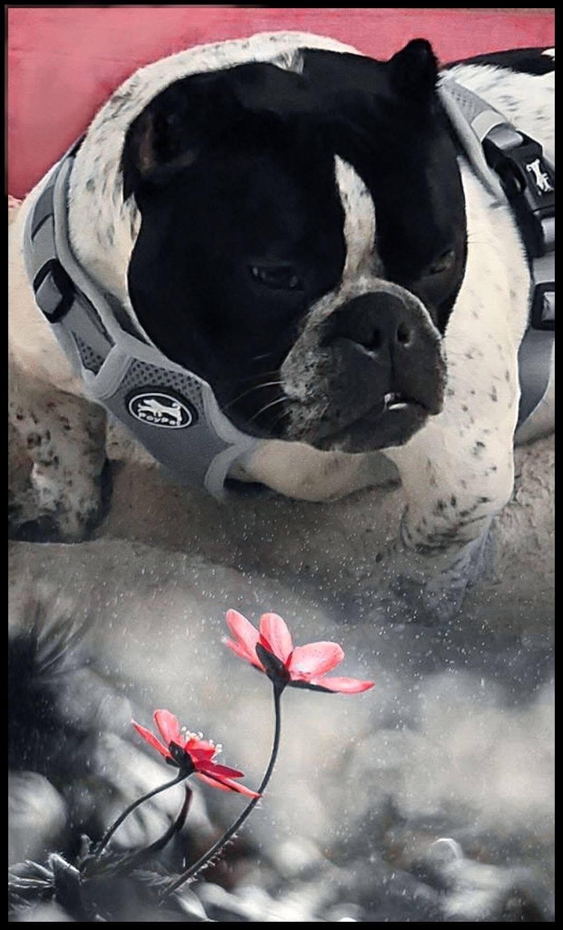 Enlarge Ella, an adopted Bulldog in Palm Coast, FL image 1/4