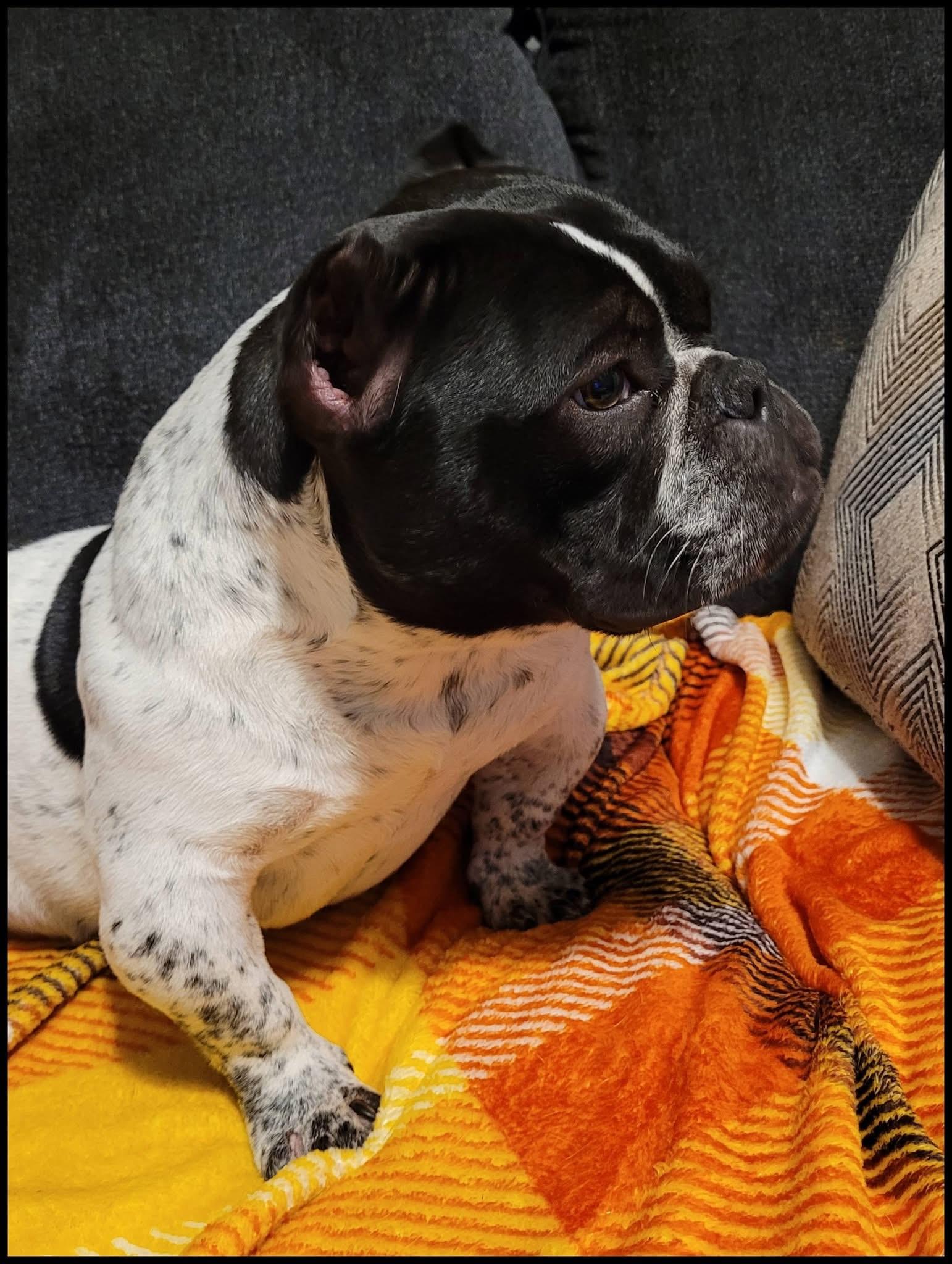 Enlarge Ella, an adopted Bulldog in Palm Coast, FL image 2/4