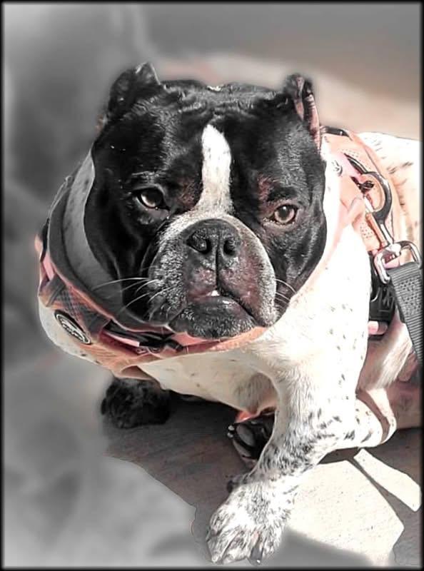 Enlarge Ella, an adopted Bulldog in Palm Coast, FL image 3/4
